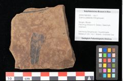 Foto (Objekt + Etikett) von Quercus palaeoilex Ettingshausen (NHMW-GEO-2024-0188-0905)